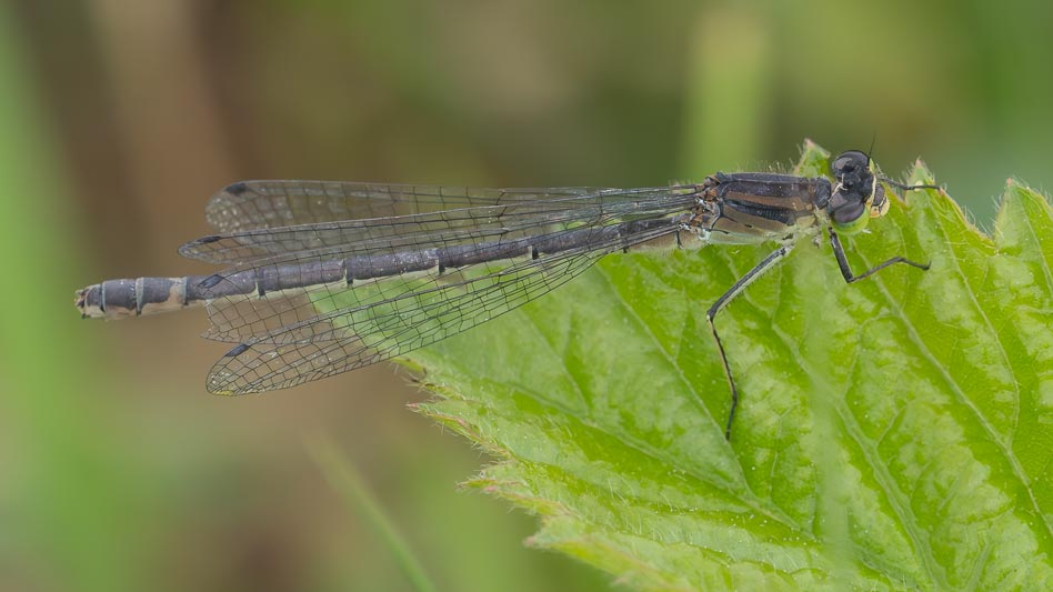 Coenagrion lunulatum female-3.jpg